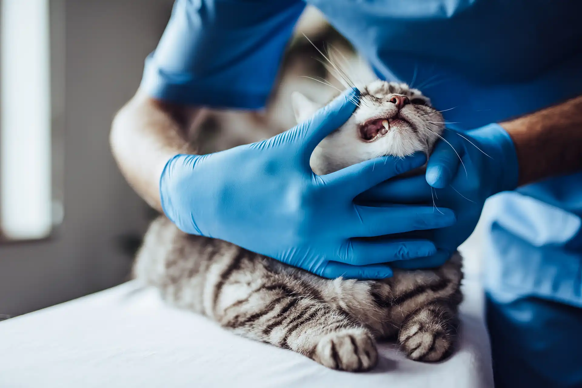 Cat having its teeth examined