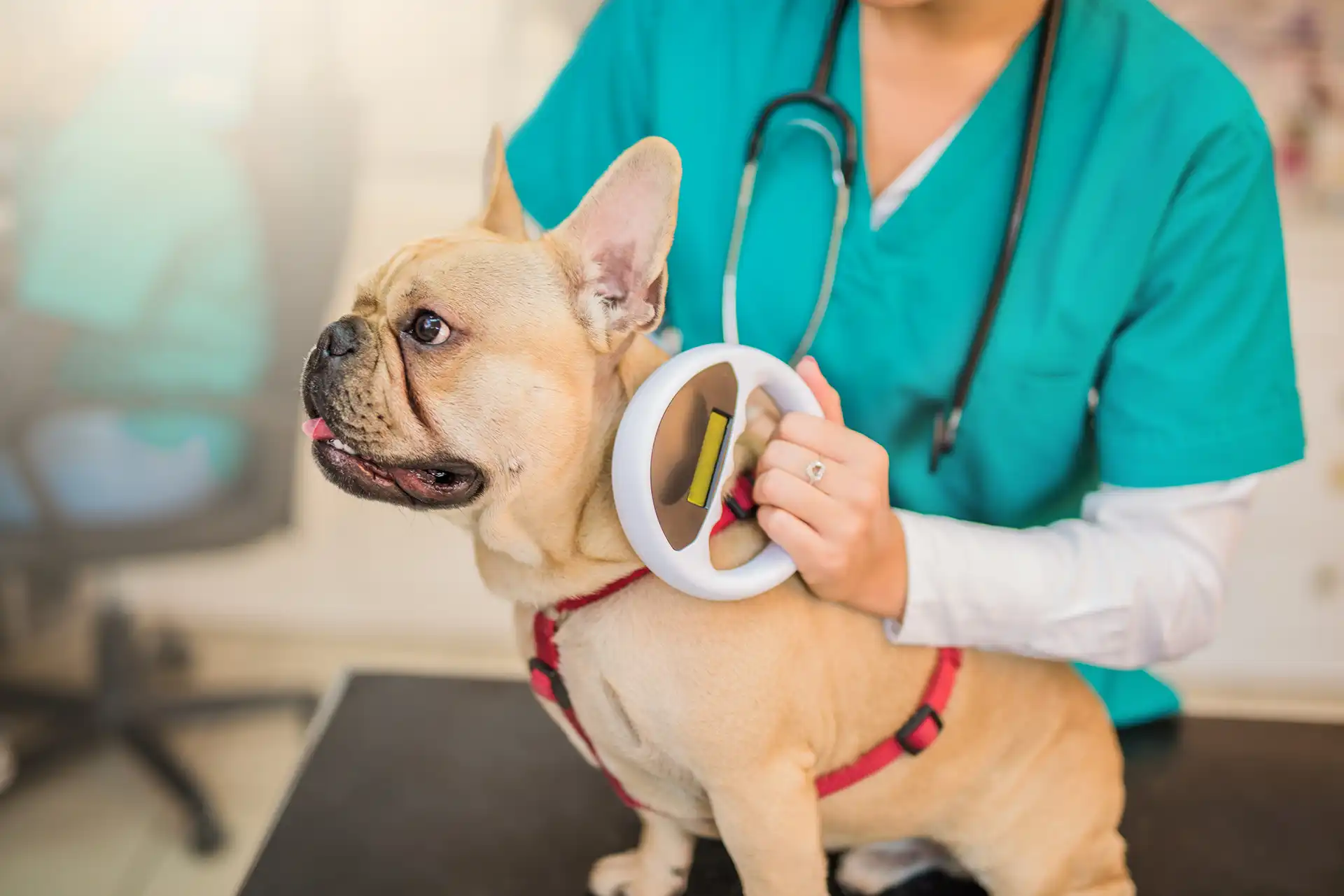 Vet scanning a dog for a chip
