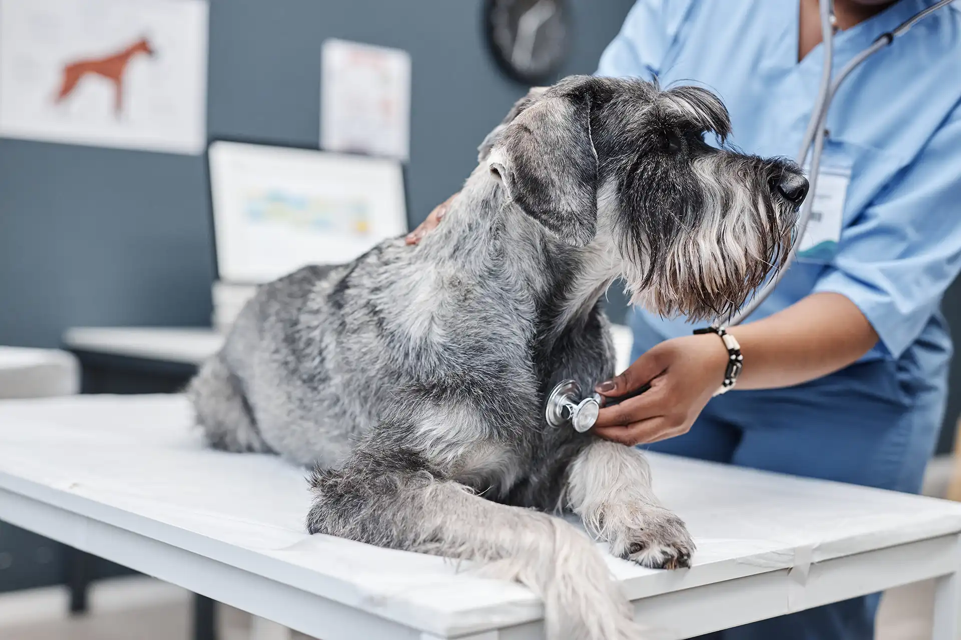 Schnauzer getting its heartbeat checked