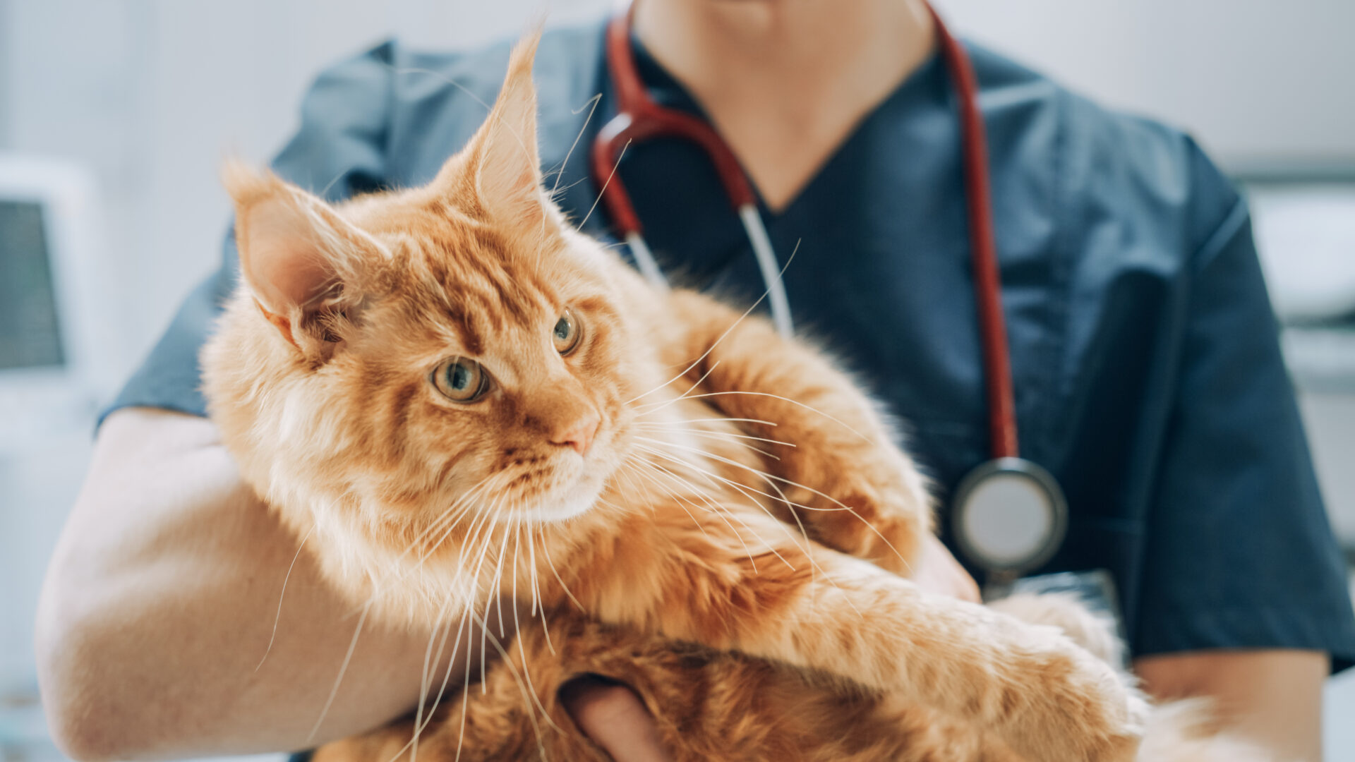 orange cat being held by veterinary